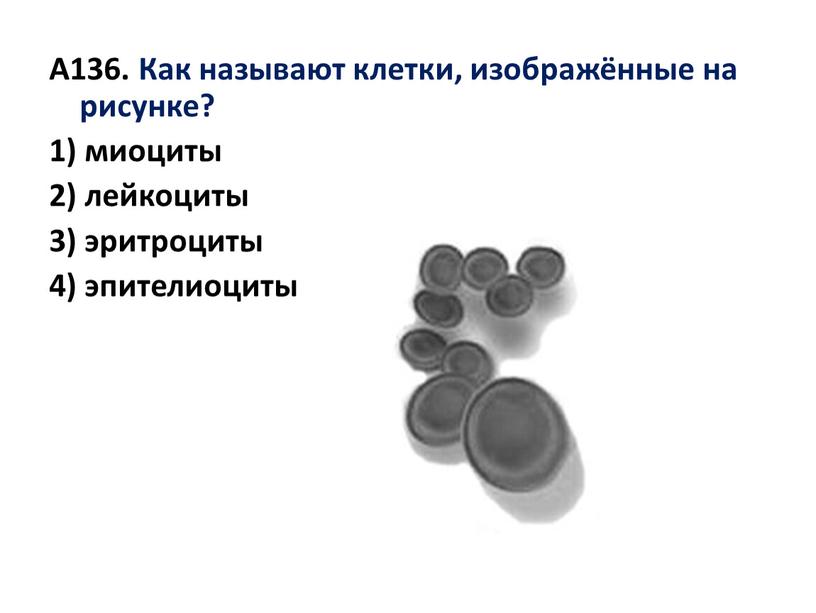 А136. Как называют клетки, изображённые на рисунке? 1) миоциты 2) лейкоциты 3) эритроциты 4) эпителиоциты