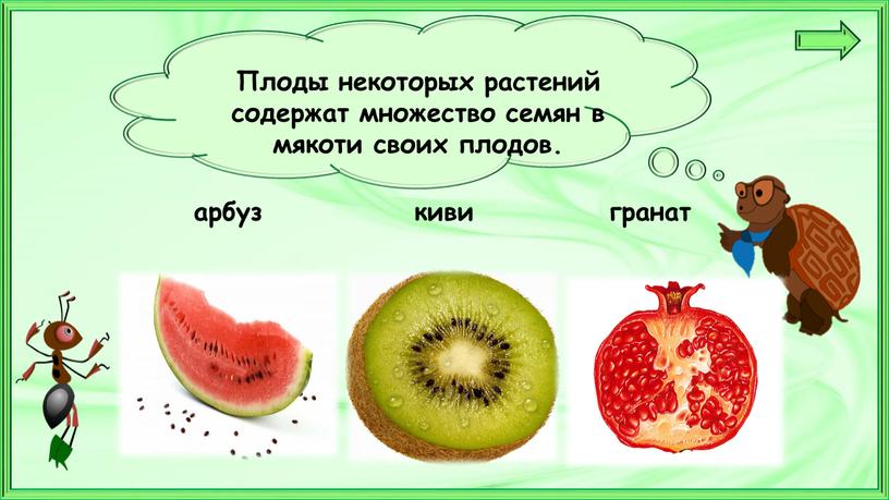 Плоды некоторых растений содержат множество семян в мякоти своих плодов