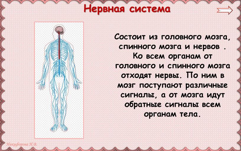 Состоит из головного мозга, спинного мозга и нервов