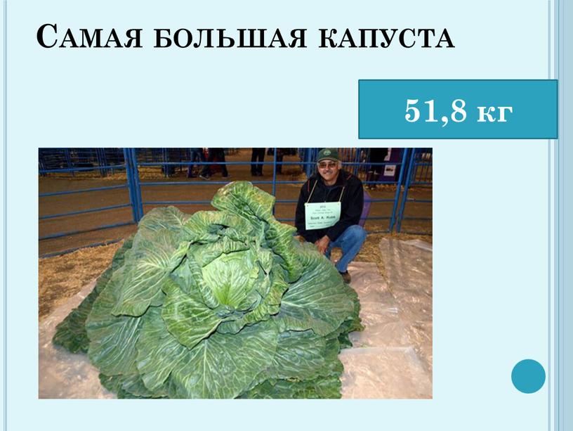 Самая большая капуста 51,8 кг