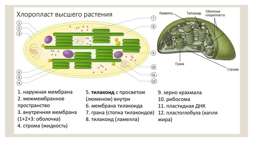 Презентация Метаболизм. Фотосинтез. Теория ЕГЭ