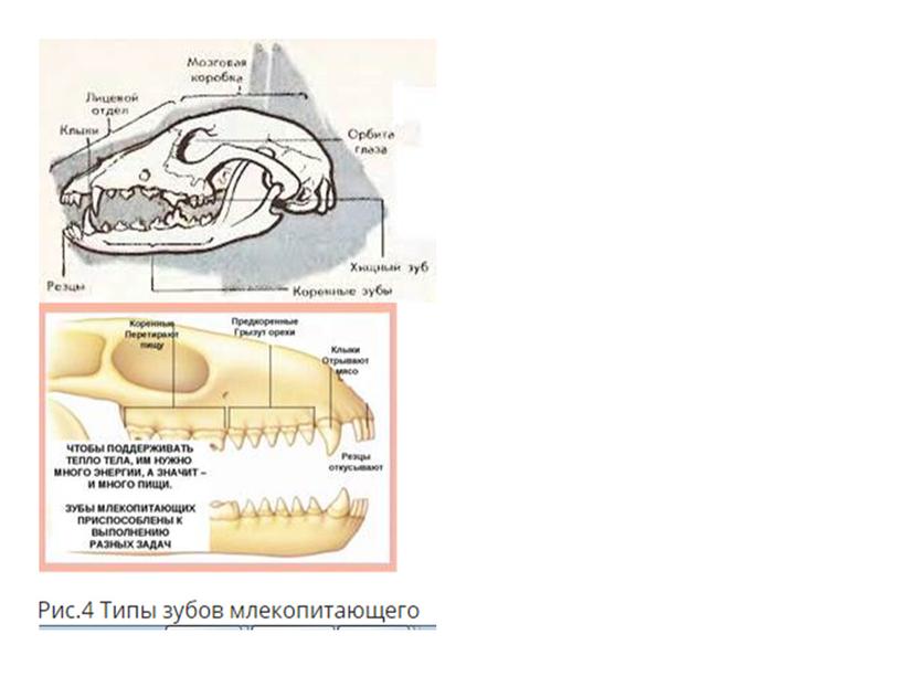 Млекопитающие , 8класс, биология