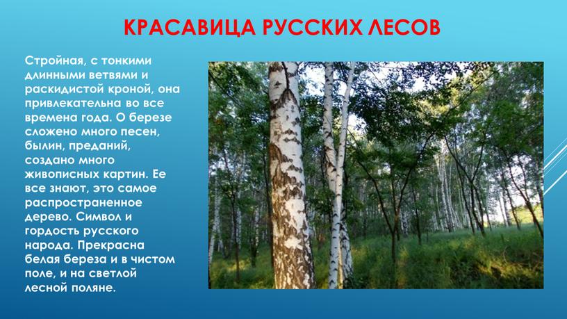 Красавица русских лесов Стройная, с тонкими длинными ветвями и раскидистой кроной, она привлекательна во все времена года