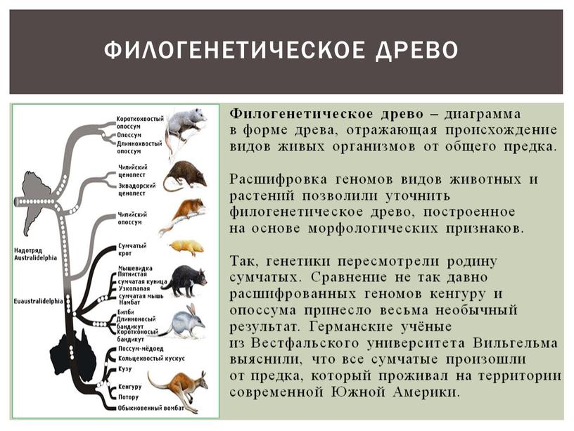 ФИЛОГЕНЕТИЧЕСКОЕ ДРЕВО Филогенетическое древо – диаграмма в форме древа, отражающая происхождение видов живых организмов от общего предка