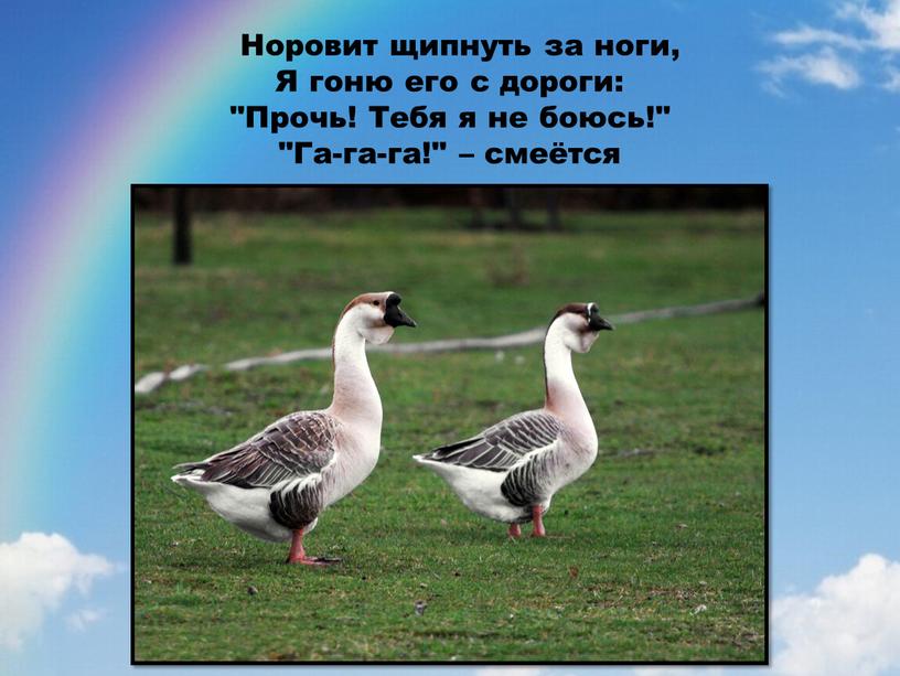 Норовит щипнуть за ноги, Я гоню его с дороги: 