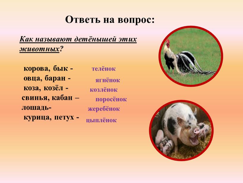 Ответь на вопрос: Как называют детёнышей этих животных ? корова, бык - овца, баран - коза, козёл - свинья, кабан – лошадь- курица, петух -…