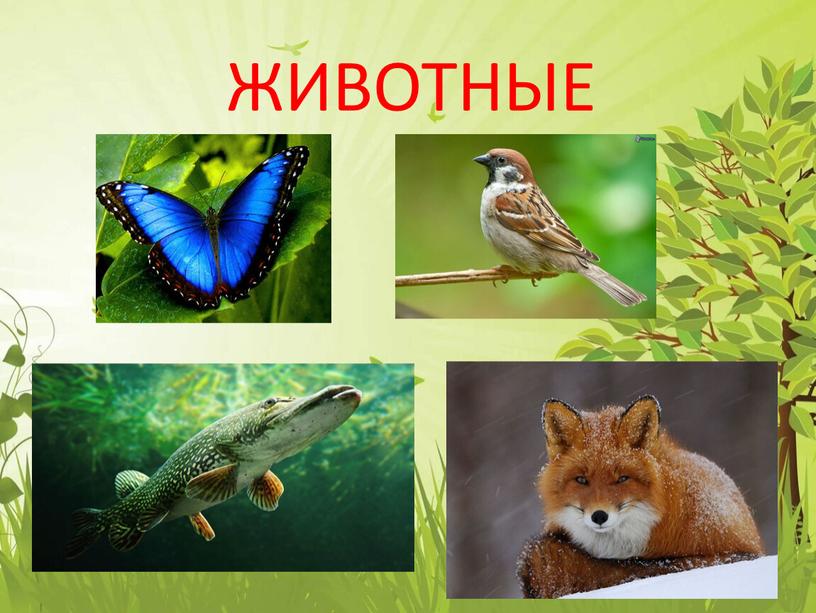 ЖИВОТНЫЕ