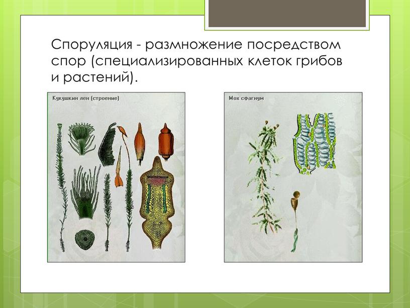 Споруляция - размножение посредством спор (специализированных клеток грибов и растений)