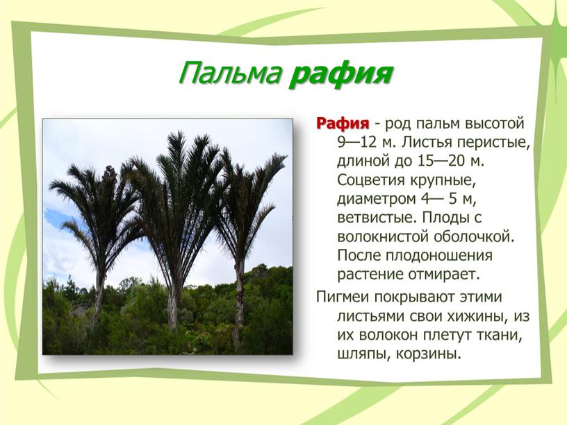 Пальма рафия Рафия - род пальм высотой 9—12 м