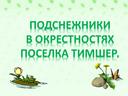 Обложка для материала Подснежники В окрестностях Поселка Тимшер