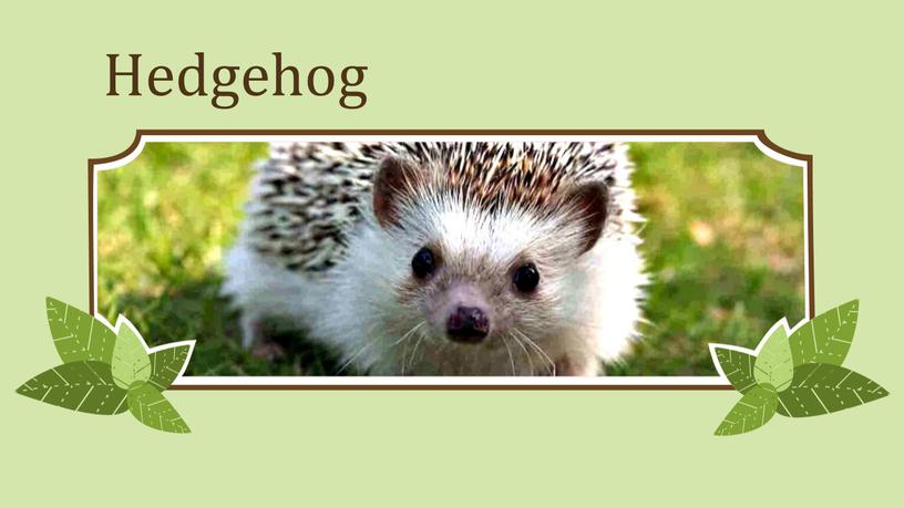 Hedgehog