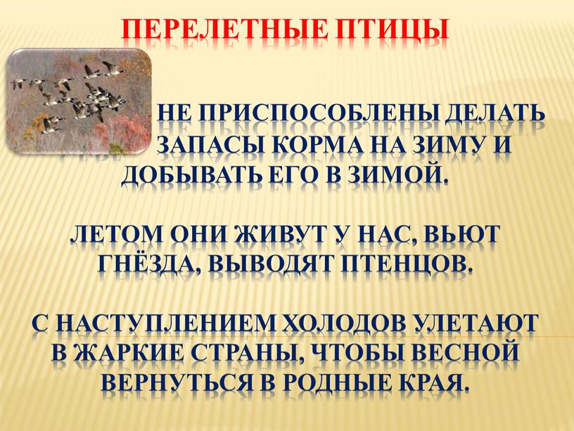 ПЕРЕЛЕТНЫЕ ПТИЦЫ не приспособлены делать себе запасы корма на зиму и добывать его в зимой