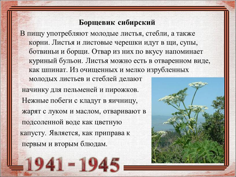 Борщевик сибирский В пищу употребляют молодые листья, стебли, а также корни