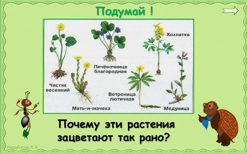 Почему эти растения зацветают так рано?