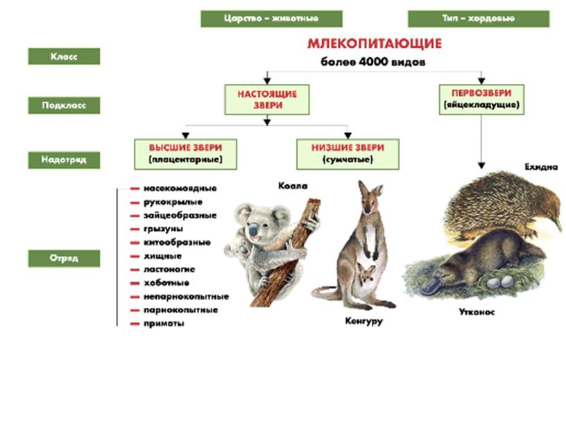 Млекопитающие , 8класс, биология