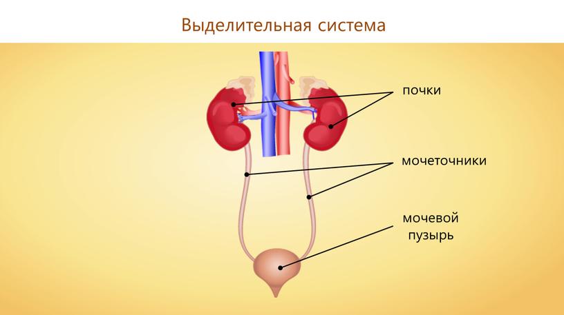 Выделительная система мочеточники мочевой пузырь