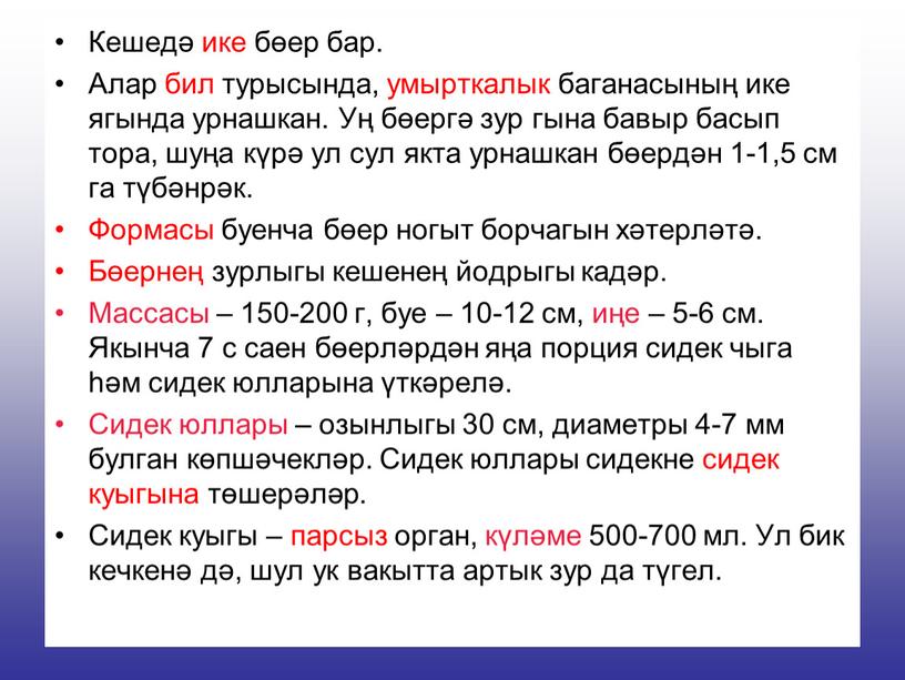 Кешедә ике бөер бар. Алар бил турысында, умырткалык баганасының ике ягында урнашкан