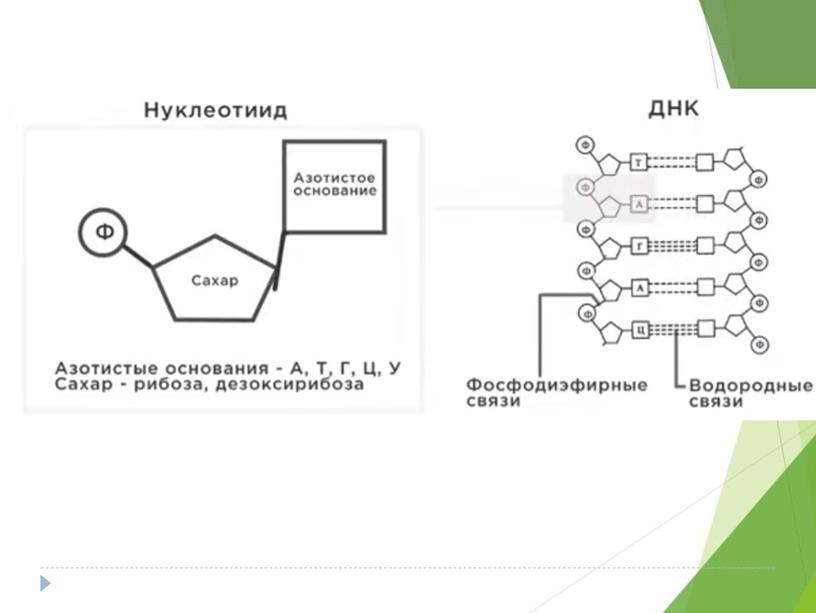 Разбор демо-версии ЕГЭ по биологии