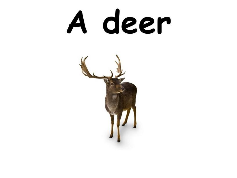 A deer