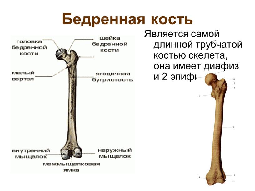 Бедренная кость Является самой длинной трубчатой костью скелета, она имеет диафиз и 2 эпифиза