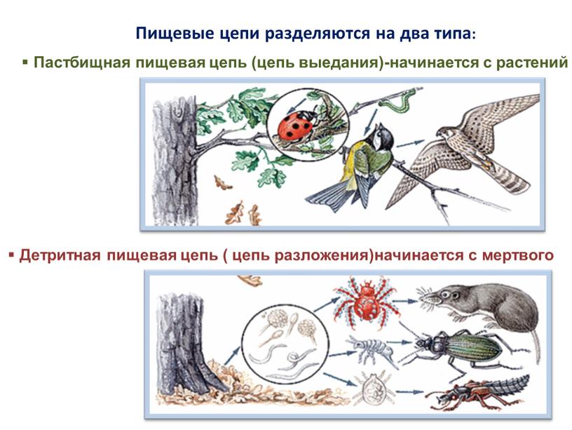 Пищевые цепи разделяются на два типа: