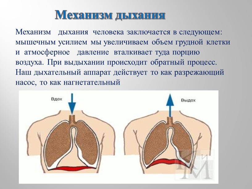 Механизм дыхания Механизм дыхания человека заключается в следующем: мышечным усилием мы увеличиваем объем грудной клетки и атмосферное давление вталкивает туда порцию воздуха