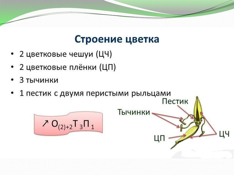 Презентация по биологии на тему "Семейство злаковые" 6класс