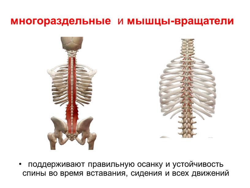 многораздельные и мышцы-вращатели поддерживают правильную осанку и устойчивость спины во время вставания, сидения и всех движений