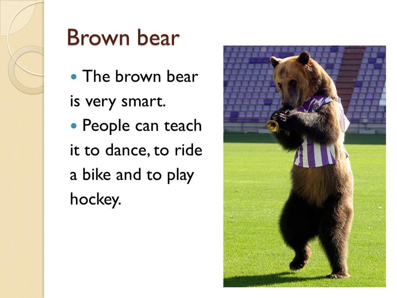 Brown bear The brown bear is very smart