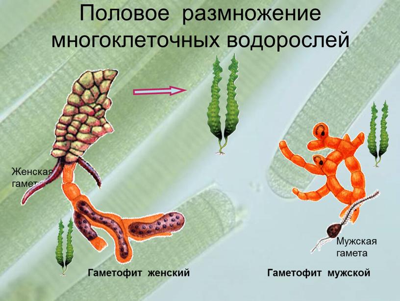 Половое размножение многоклеточных водорослей