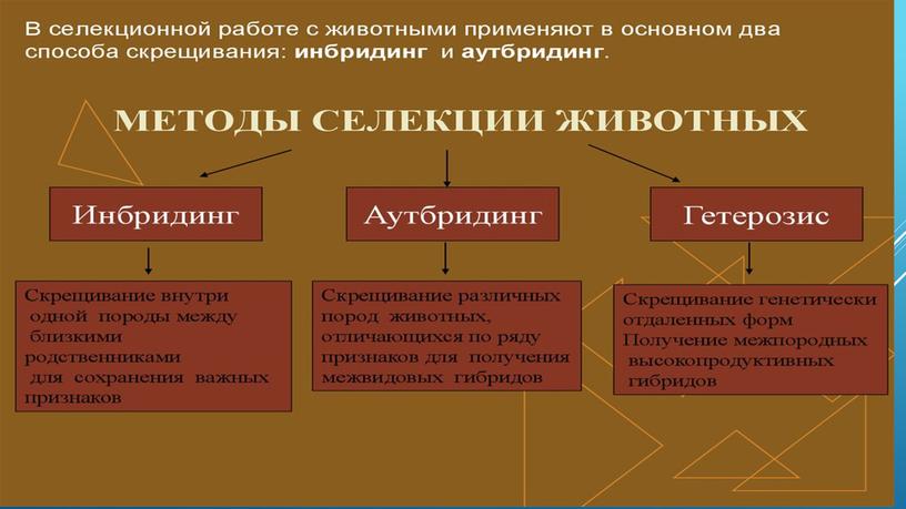 Презентация по биологии "Основные моменты селекции"