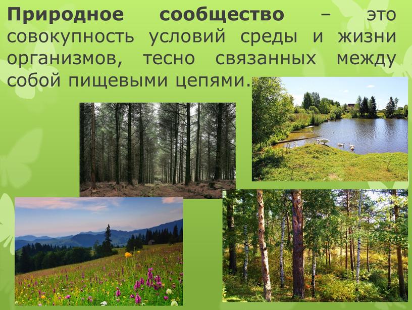 Природное сообщество – это совокупность условий среды и жизни организмов, тесно связанных между собой пищевыми цепями