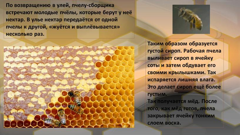 По возвращению в улей, пчелу-сборщика встречают молодые пчёлы, которые берут у неё нектар