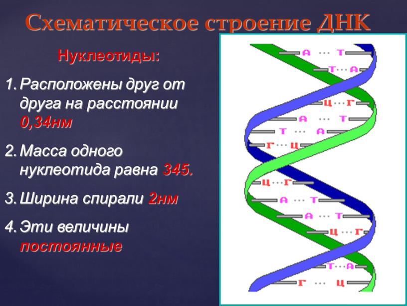 Схематическое строение ДНК Нуклеотиды: