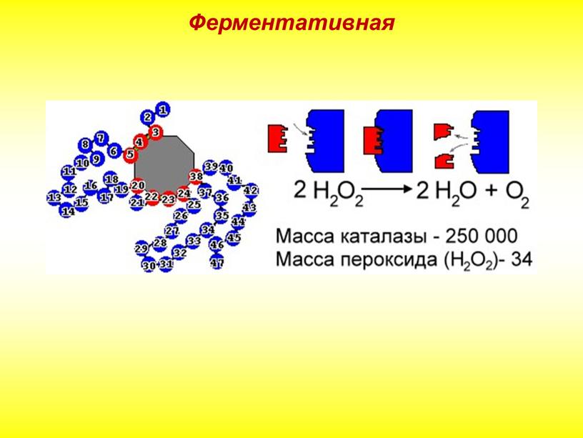 Ферментативная