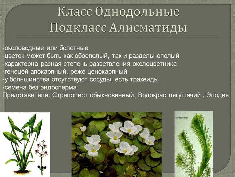 Класс Однодольные Подкласс Алисматиды -околоводные или болотные -цветок может быть как обоеполый, так и раздельнополый -характерна разная степень разветвления околоцветника -генецей апокарпный, реже ценокарпный -у…