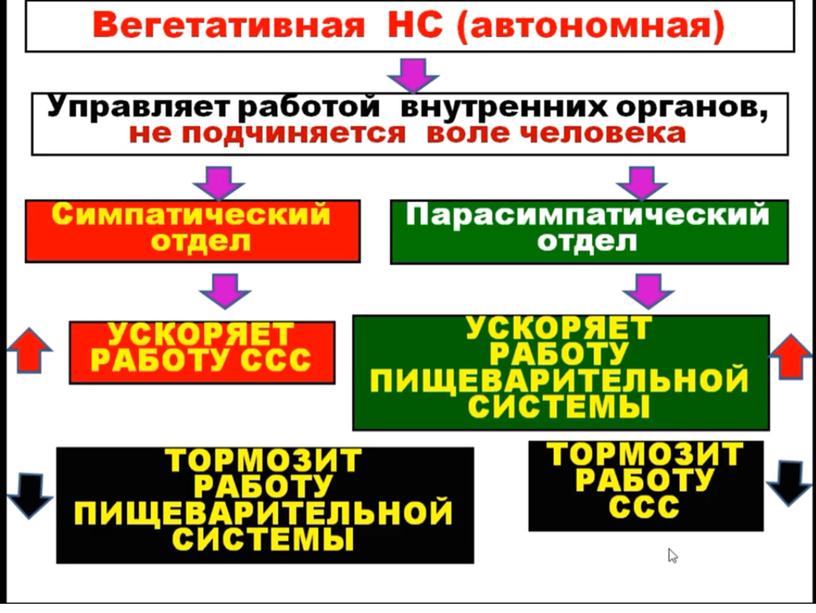 Нервная система