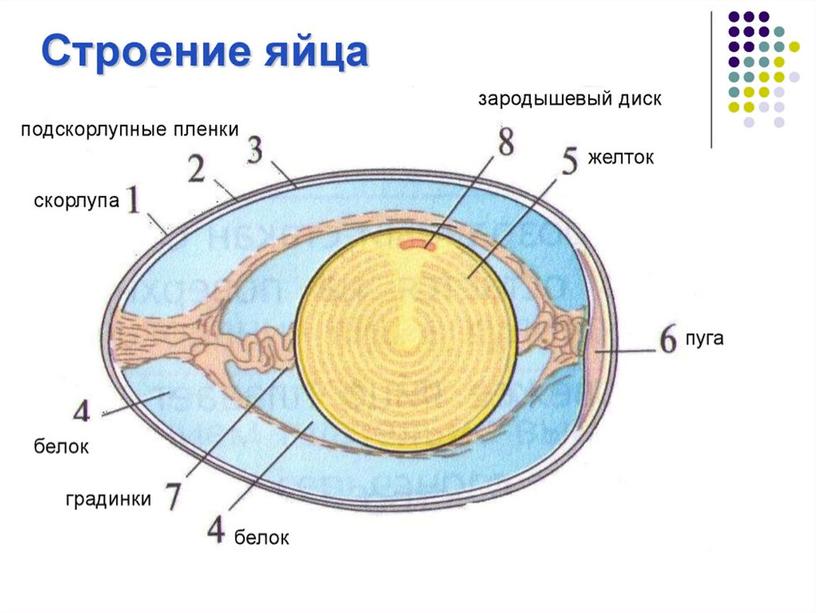 Презентация  "Яичные товары"