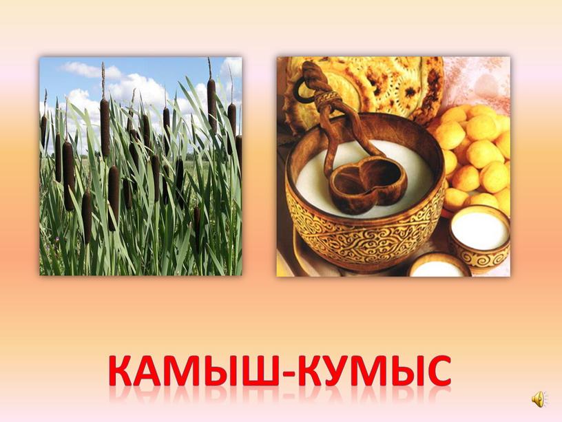 Камыш-кумыс