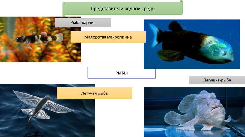 Представители водной среды РЫБЫ