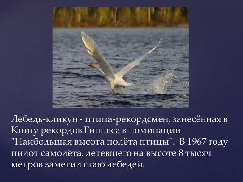 Лебедь-кликун - птица-рекордсмен, занесённая в