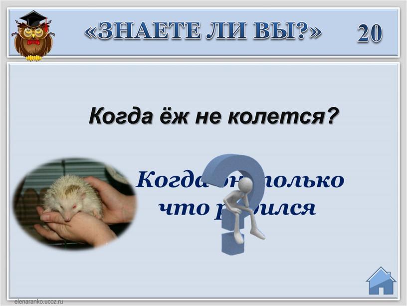 Когда ёж не колется? Когда он только что родился «ЗНАЕТЕ