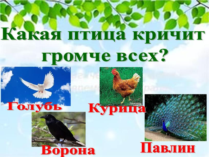 Какая птица кричит громче всех?