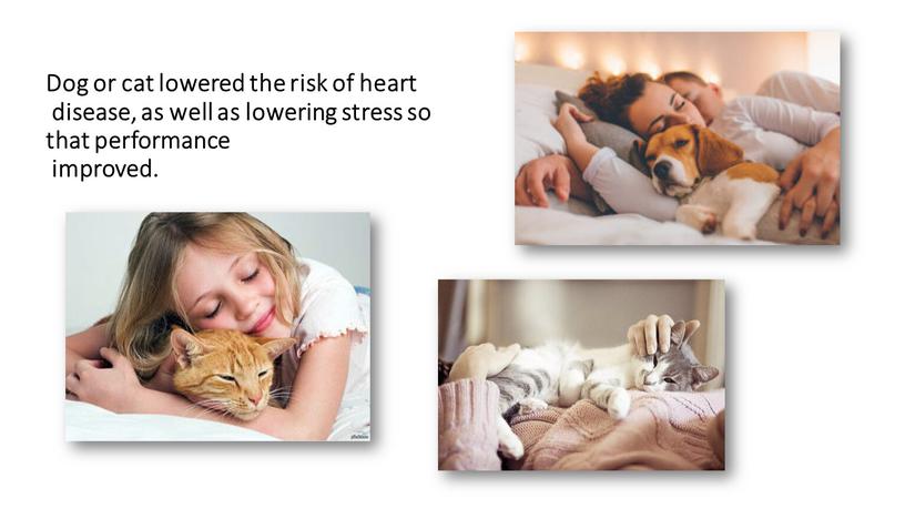 Dog or cat lowered the risk of heart disease, as well as lowering stress so that performance improved