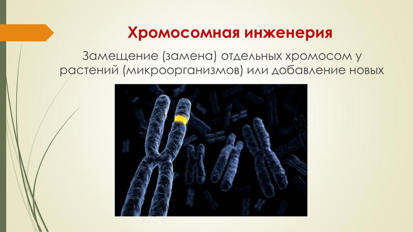 Хромосомная инженерия Замещение (замена) отдельных хромосом у растений (микроорганизмов) или добавление новых