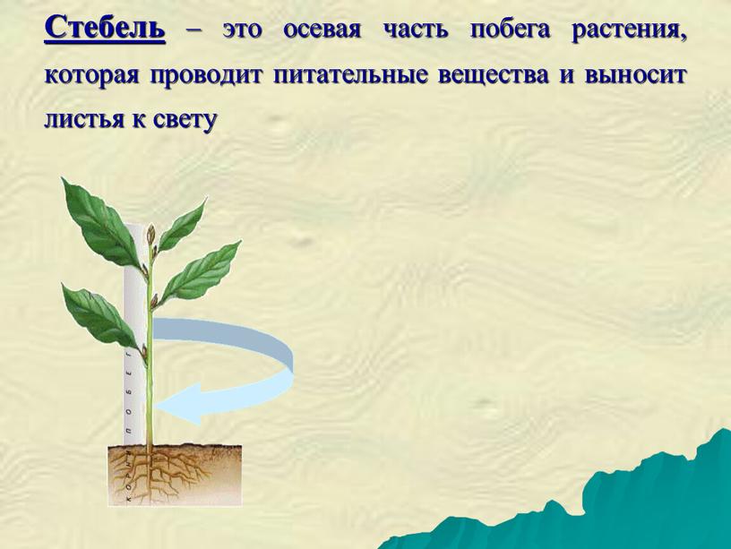 Стебель – это осевая часть побега растения, которая проводит питательные вещества и выносит листья к свету