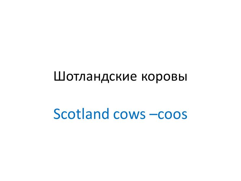 Шотландские коровы Scotland cows –coos