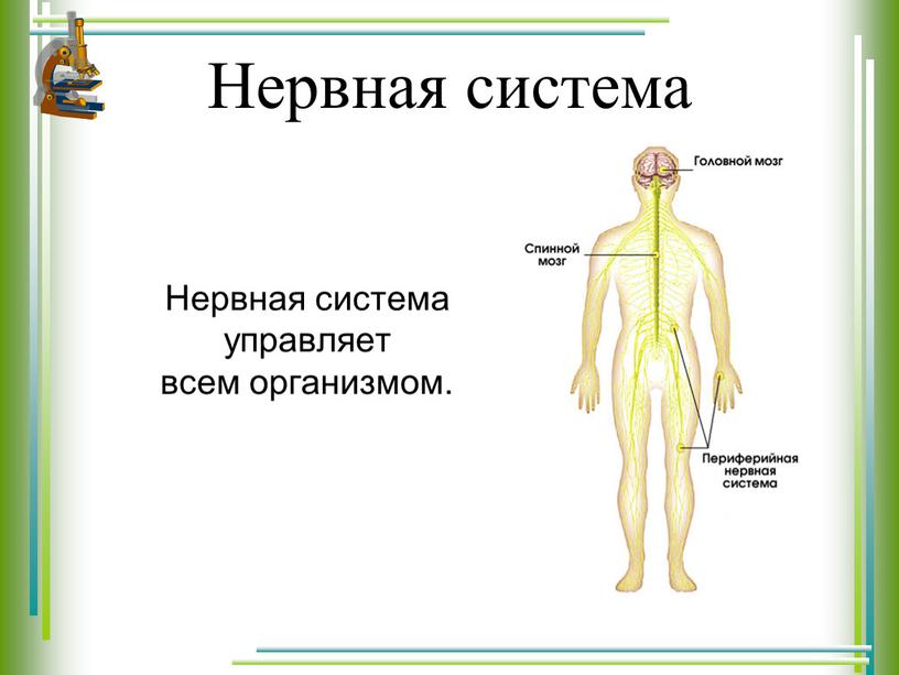 Нервная система Нервная система управляет всем организмом