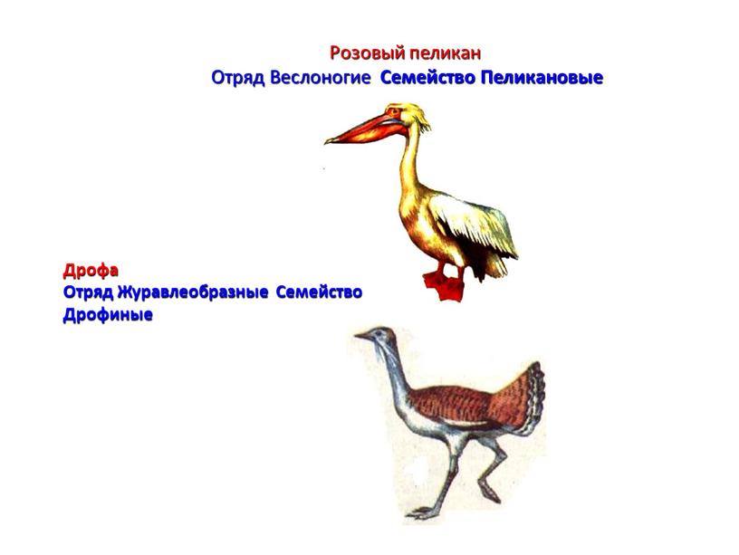 Розовый пеликан Отряд Веслоногие