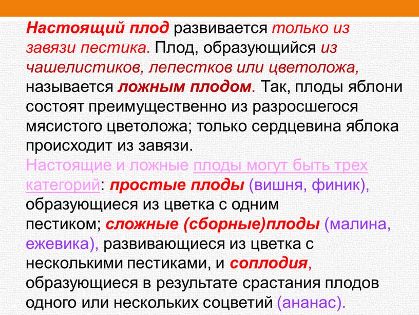 Настоящий плод развивается только из завязи пестика